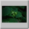 avelaneira - frutos verdes.JPG